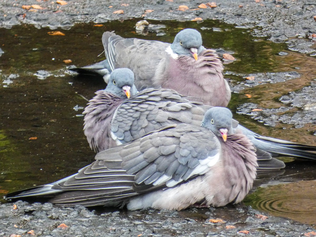 When you're watching pigeons bathing in a puddle in the middle of the road and they all turn around to give you ‘the look.’ 🐦😳🤣

#ThePhotoHour #birds #birdphotography #ViewFromMyWindow #SaturdaySmiles #NaturePhotography