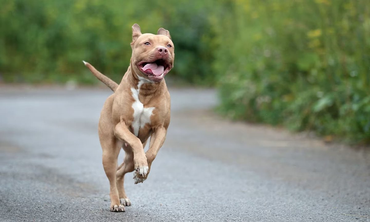 ¿Qué sabes exactamente de los Pit Bulls y lo realmente peligrosos que son? Te lo explicamos con algunos detalles interesantes...
flipada.com/pit-bulls