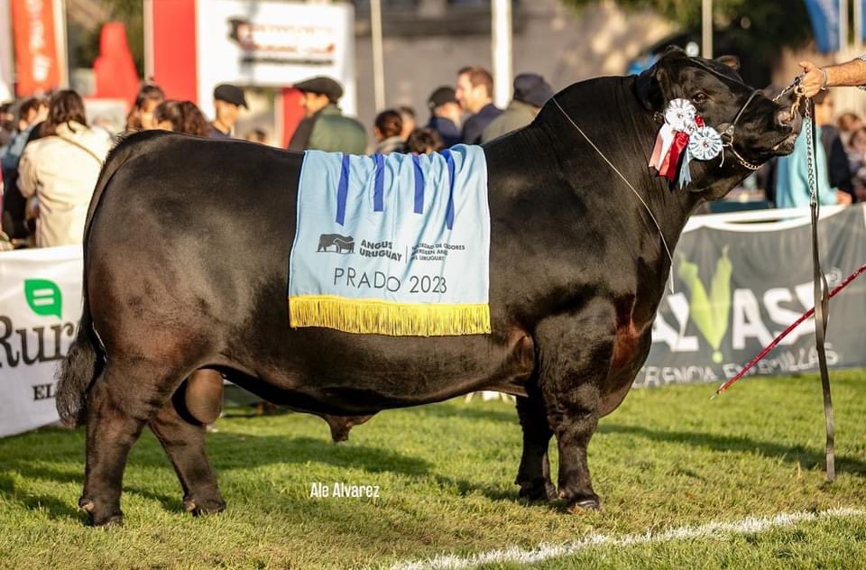 “CUERVO” - RESERVADO GRAN CAMPEÓN ANGUS PRADO 2023