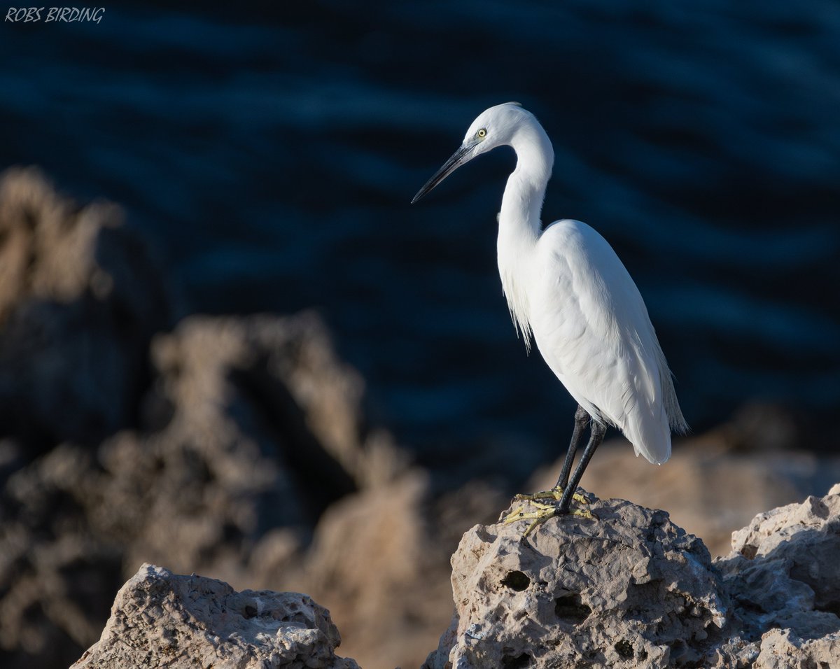 Little egret (Egretta garzetta) @ Gibraltar foreshore #Gibraltar #BirdsSeenIn2023 @gonhsgib @BirdingRasta @GibraltarBirds @_BTO @Natures_Voice #TwitterNatureCommunity @WildlifeMag @Britnatureguide @GibReserve @NautilusGib @GibMarine