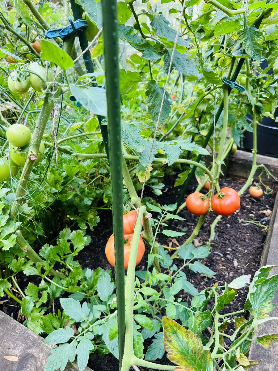 Over 5 kg of tomatoes from one small raised bed and it’s still giving.
It’s been a good year for the 🍅 

#Growyourown
#Tomatoes

Looks like a lot of roast tomato pasta sauce destined for the freezer #Lovefoodhatewaste