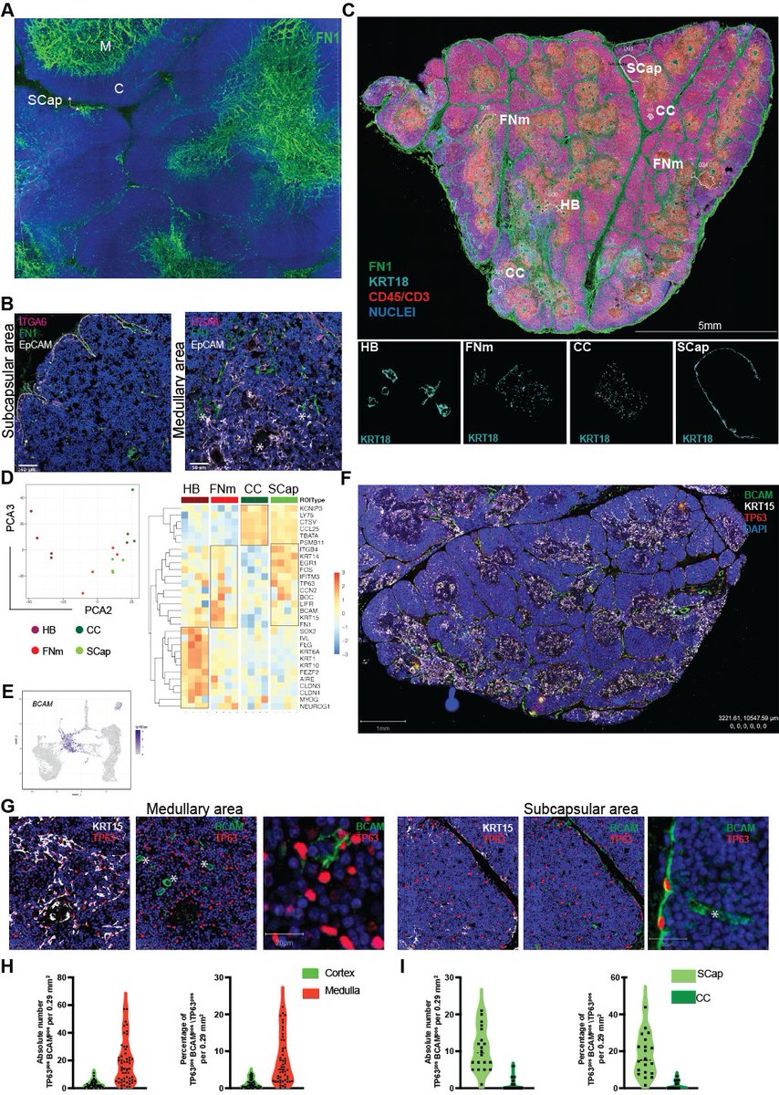 It has been a fascinating journey to unravel #stemcell #niches of human #thymus using the latest spatial technologies combined with #SingleCell transcriptomics & clonal assays in vitro!A fantastic collaboration @nanostringtech @AkoyaBio @TheCrick @Dev_Cell cell.com/developmental-…