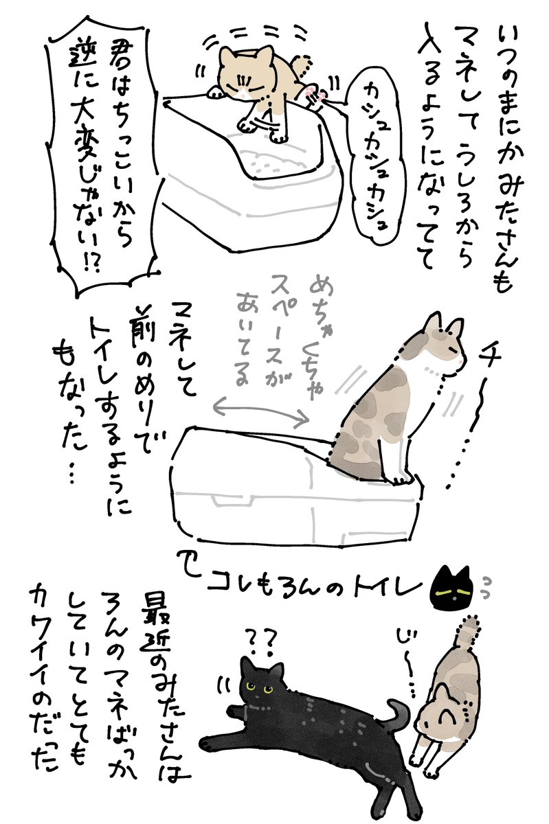 最近みたさんの「ろん兄さんリスペクト」がすごくてトイレの仕方まで完コピしててかわいい ねこの子どもはこうやって先輩から学んでいくんやね(先輩が正しいかどうかは別として…) 