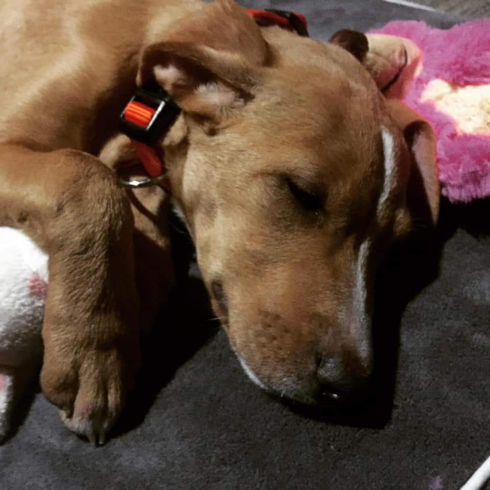 suereformer's tweet image. Happy International Potcake Day. My beautiful Layla adopted from the Bahamas 🇧🇸. #potcake #AdoptDontShop #rescuedog #dogsofX