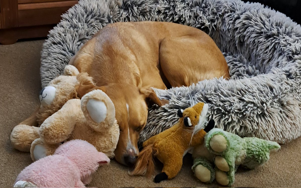 suereformer's tweet image. Happy International Potcake Day. My beautiful Layla adopted from the Bahamas 🇧🇸. #potcake #AdoptDontShop #rescuedog #dogsofX