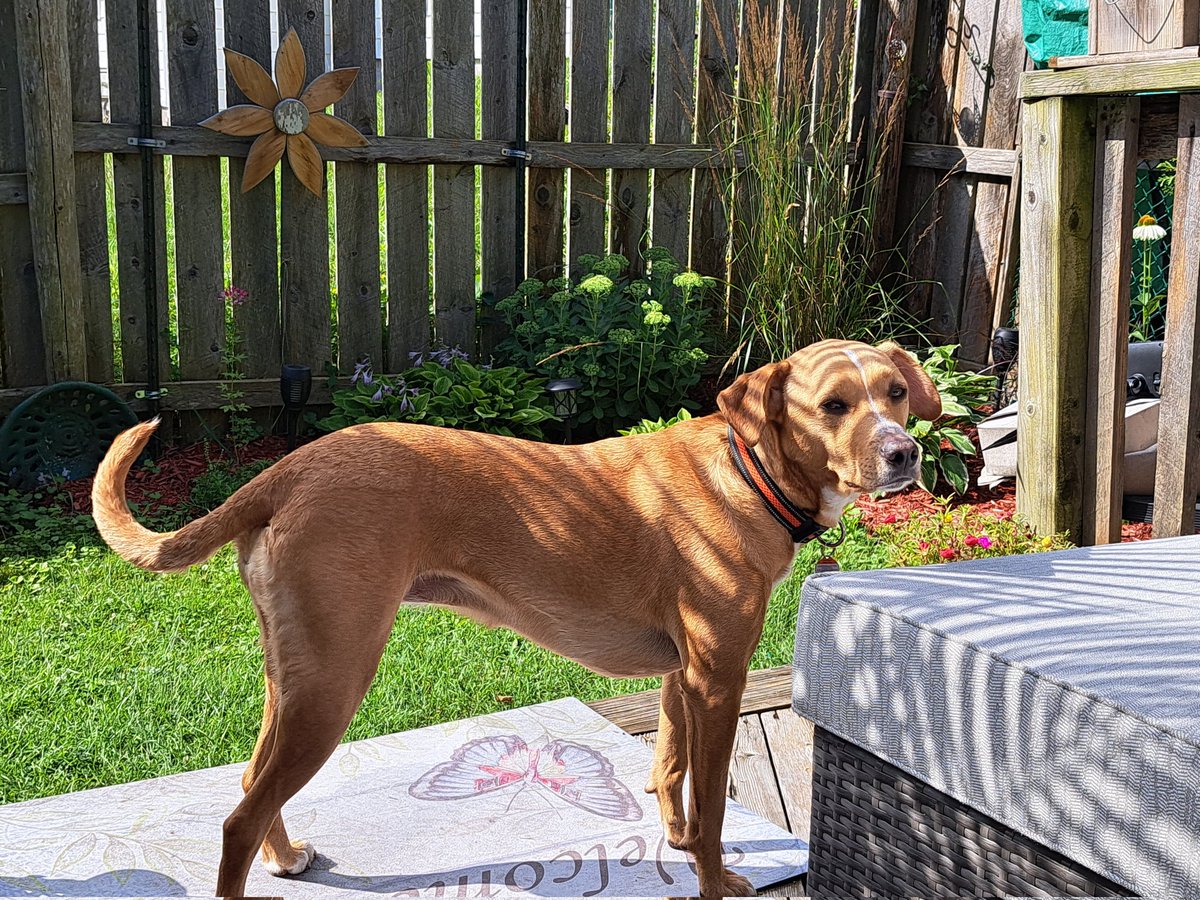 suereformer's tweet image. Happy International Potcake Day. My beautiful Layla adopted from the Bahamas 🇧🇸. #potcake #AdoptDontShop #rescuedog #dogsofX