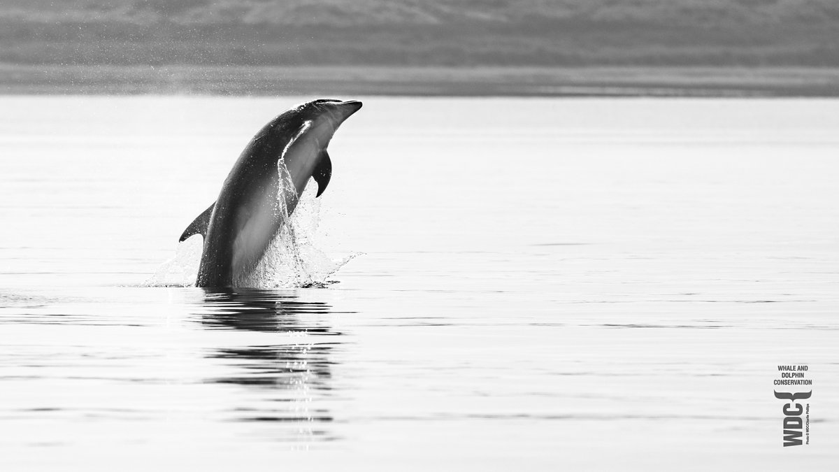 Monochrome (I sometimes like black & white) Bottlenose #dolphin, Inner #MorayFirth #Scotland #blackandwhitephotography