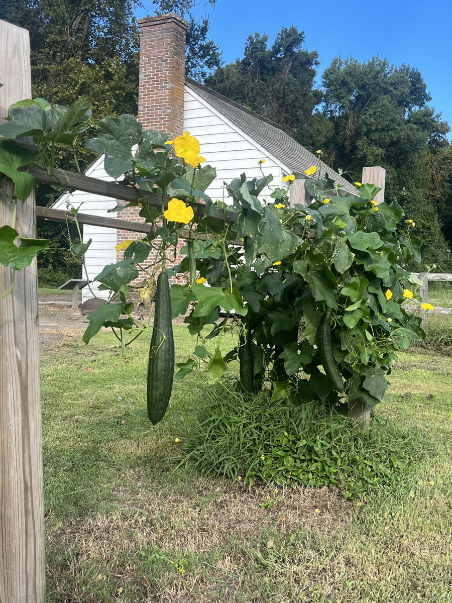 SomersetPlaceHS's tweet photo. We have a luffa gourd update!!! Since our last update the luffa gourds have grown a lot!
#SomersetPlace https://t.co/bh7580lGrj