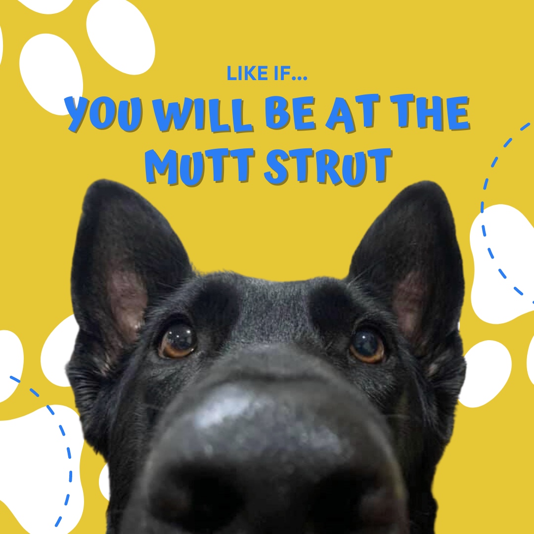 📣This Is it🎉 We've made it to #MuttStrut Day!🎊 🐶 Our online auction has been 🔥 for 2 days & it all ends at 1:45! If you want to join in online or in person-or both😉 Visit: givebutter.com/c/MuttStrut23. To participate in the auction, click the auction tab at the top of the page
