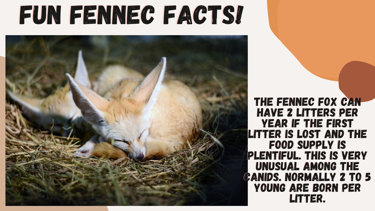 Fennec Every Hour! (@fenneceveryhr) on Twitter photo 