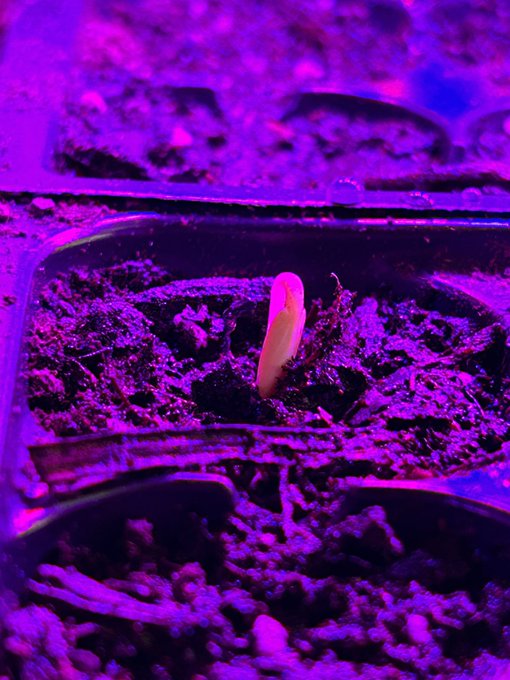 Cucumber sprouts! ❤️ https://t.co/AhDHgFp1Gc<a href="/tag/newprofilepic"class="tags"><span>#newprofilepic</span></a>