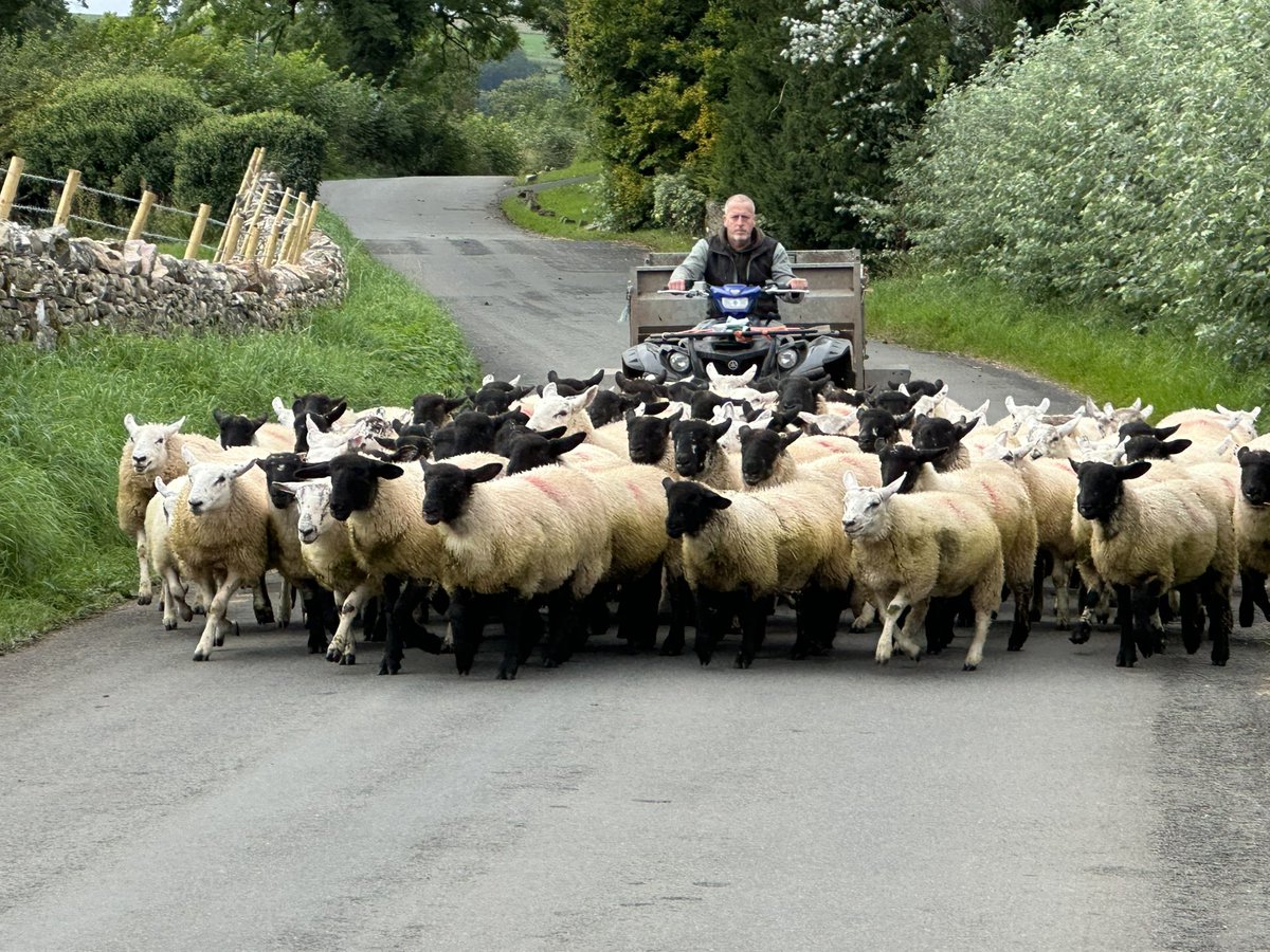 Saturday sheep day #edenvalley #sheepfarmer #Cumbria