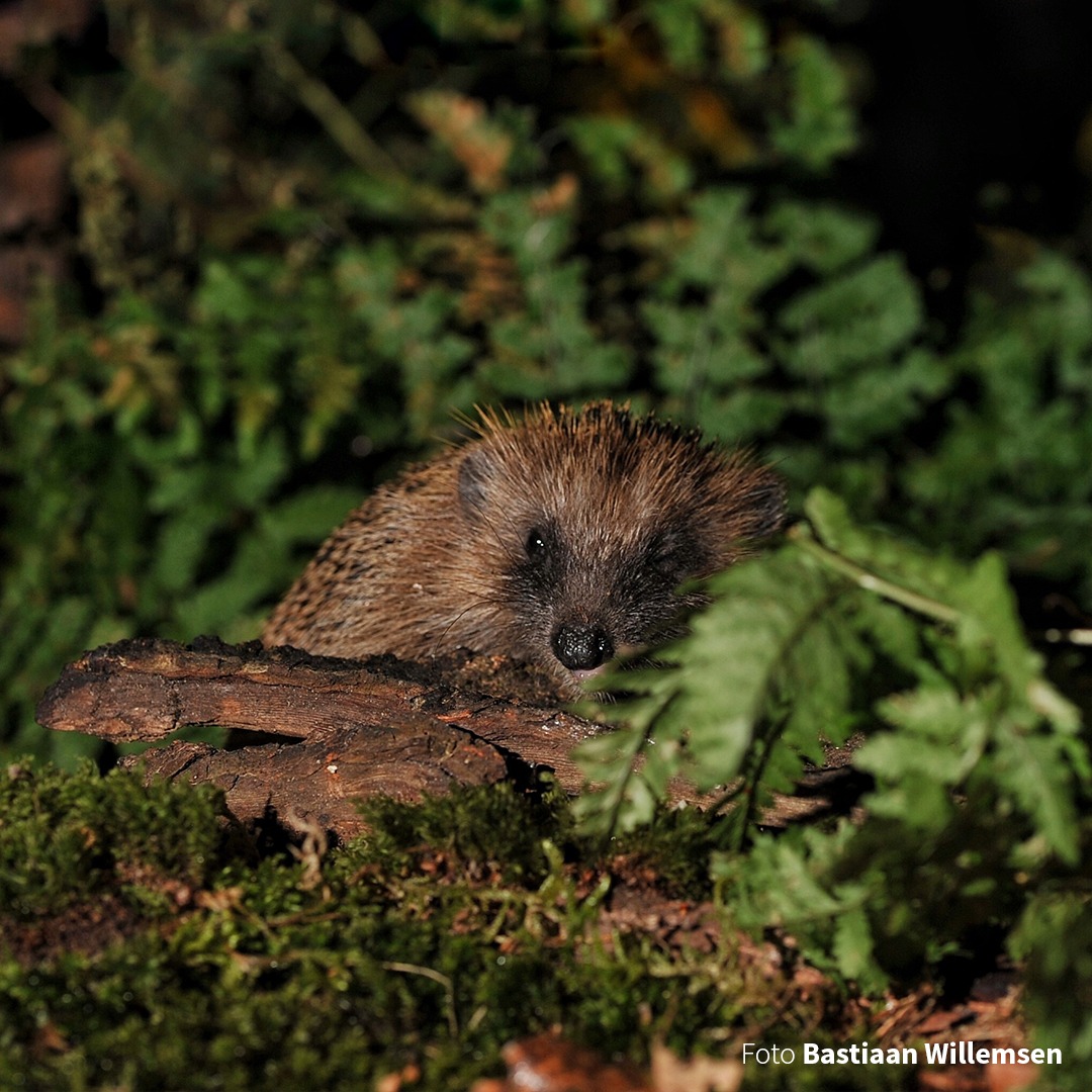 Zoogdierverenig's tweet photo. Tel je ook mee? Dit weekend is de Egeltelling! Zie je vandaag of morgen een egel? Geef hem dan door via https://t.co/SffdWY459q, https://t.co/fu6BsDvniC of https://t.co/KpUNS13kGN. Meer info op https://t.co/1HTY5FMaXc
#egeltelling #tuintelling @Egelbescherming https://t.co/O15d9eLh5G