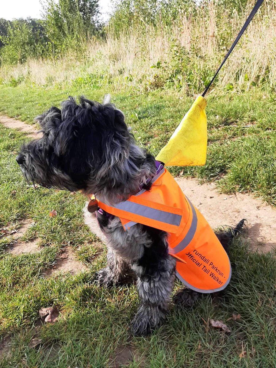 Loving the new tail walking bib!  Noddle is rocking the look and taking the role very seriously #brundall #loveparkrun #doglife