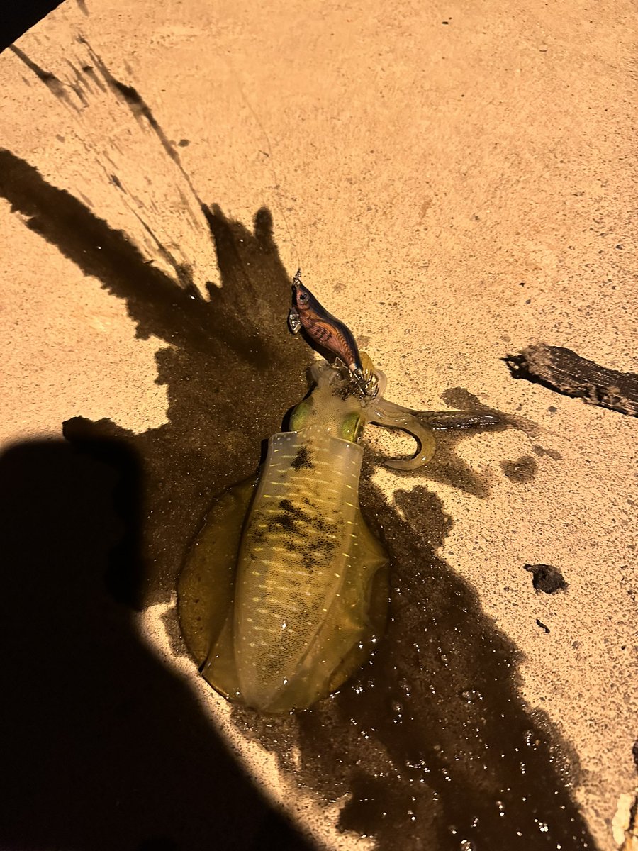 9rr_10's tweet photo. 今日は、8杯連れた！
#エギング #愛媛 https://t.co/fZB1v8E6FC