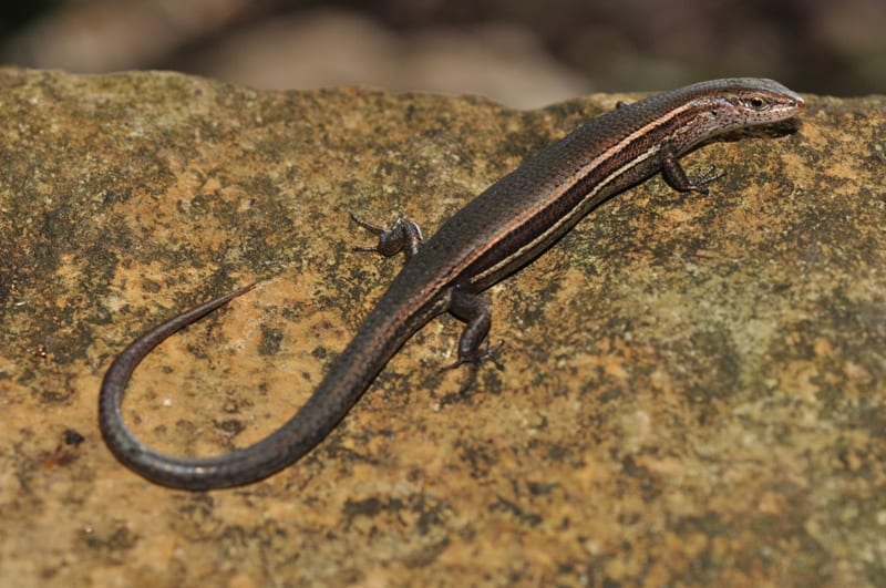 #vss365 Spring is ushered in by the dance of the skinks. Charged by the #sun's rays, a male shoos several others away from a pair of pregnant females. (Eggs are incubated within the mother - ovoviviparous.) The ladies, meanwhile, exhibit mild aggression towards one another.