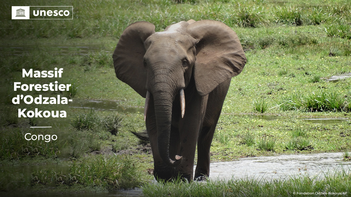 UNESCO_fr's tweet image. 🔴 FLASH INFO

Nouvelle inscription sur la Liste du #PatrimoineMondial de l’@UNESCO_fr : Massif forestier d’Odzala-Kokoua, au #Congo 🇨🇬. Félicitations ! 👏
 
➡️ on.unesco.org/45WHCfr #45WHC