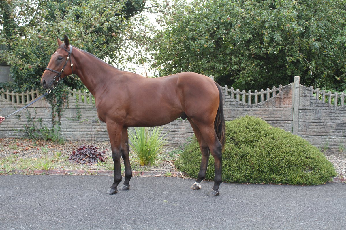 Gleneagles (lot 118) and Ravens pass (lot 704)  yearlings selling at tattersalls Ireland Tuesday and Thursday. #Analyticstables