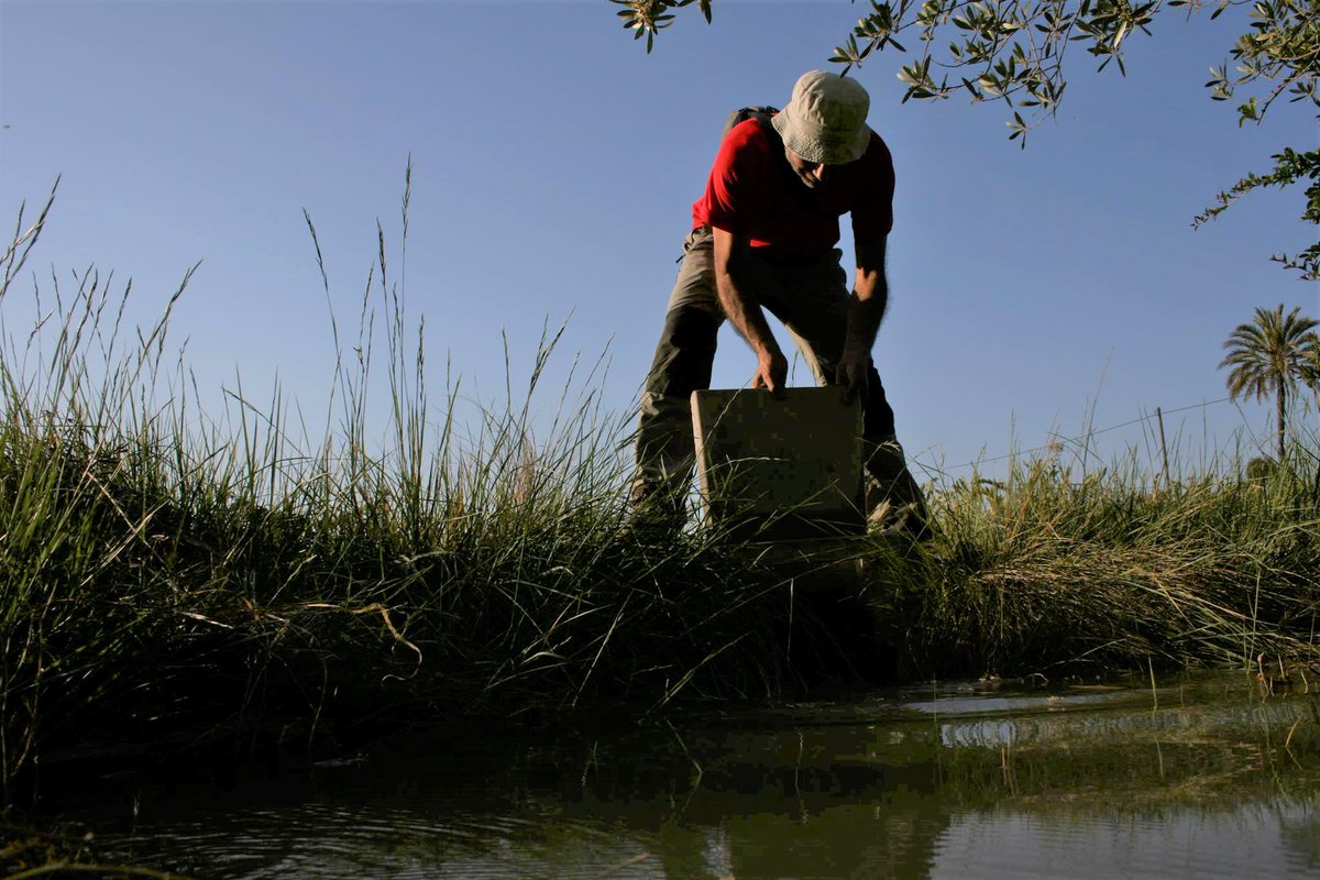 fontdeleguey's tweet image. Una llenca és un bancal de forma rectangular. Una llastra és com una llenca pero estret i allargat. La taula és cada tros de llenca limitat per margenets regat per una boquera.