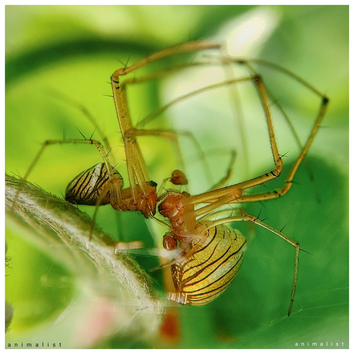 Have you ever met a spider couple in the field? 🕷️🕷️ Look at this one! 😍 #NatureEncounters #SpidersInTheWild