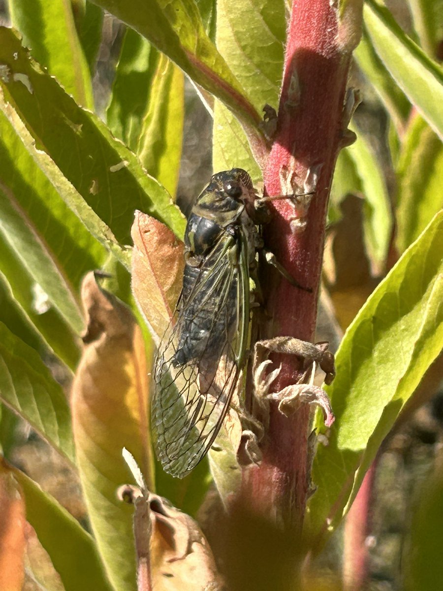 7th gr <a href="/SHMS_Saints/">Scott Highlands</a> used the <a href="/seekbyinat/">Seek by iNaturalist</a> to ID what’s living in our schoolyard, then designed an investigation to compare environments. #Science