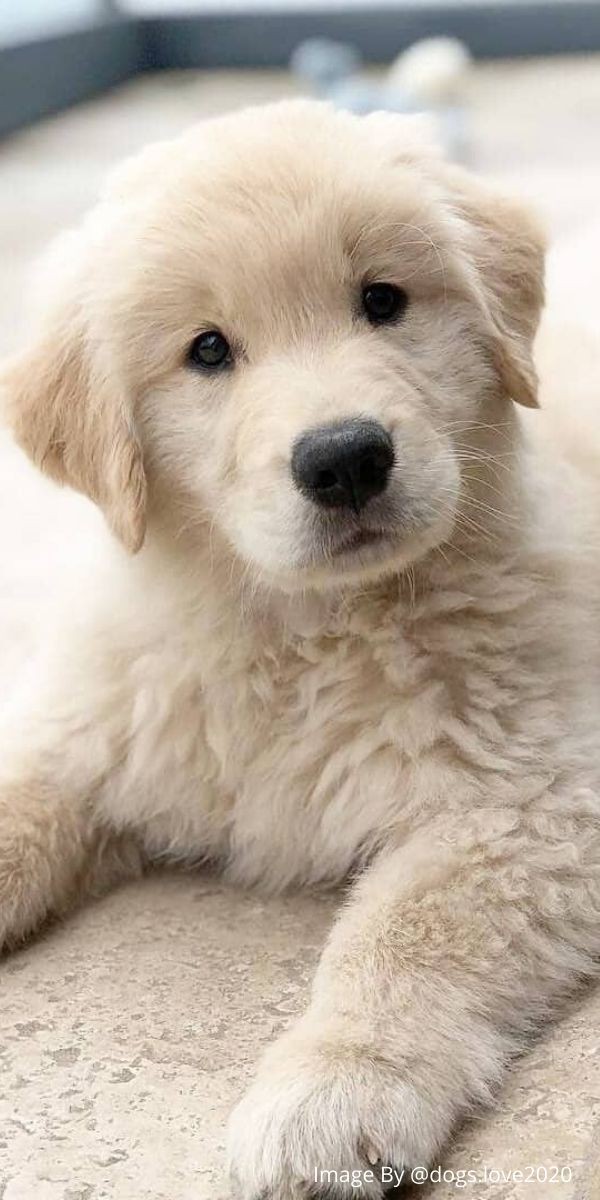 Animal Lover tweet media