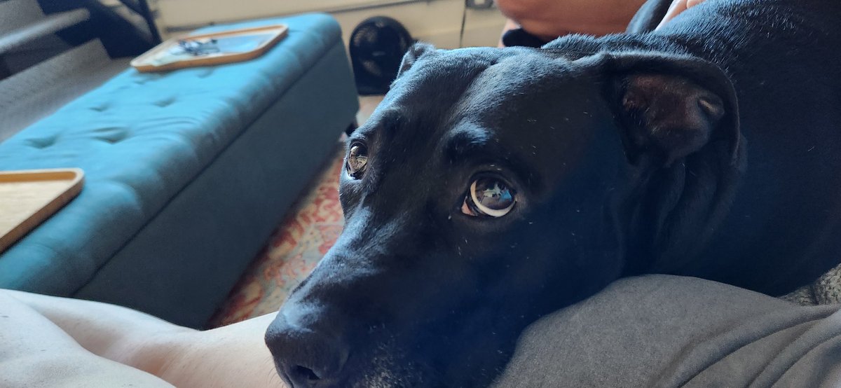 Leah Likes Dogs tweet media