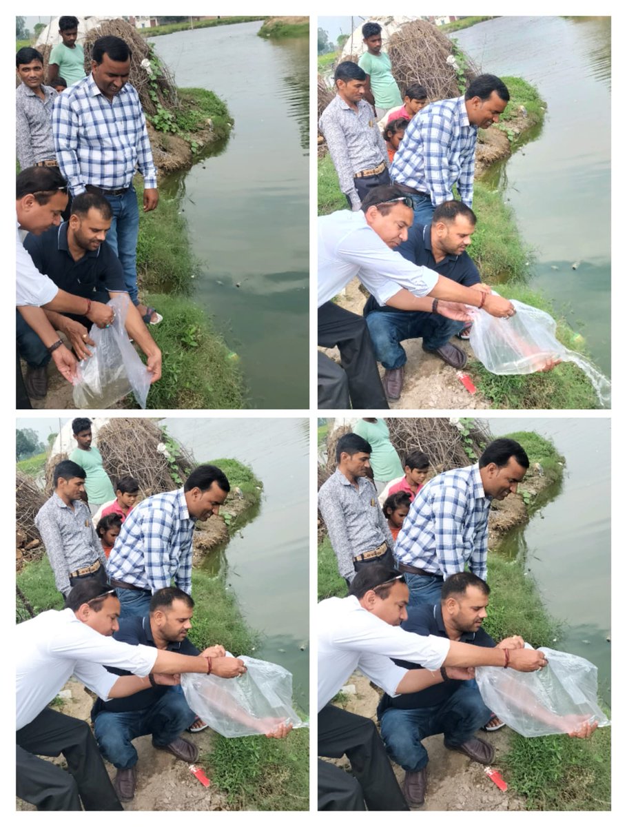 #Embed <a href="/Budaun/">fien wachters</a> फैमिली हेल्थ इंडिया प्रोजेक्ट द्वारा  ग्राम पंचायत बसेला में एसडीएम सर तहसीलदार सर MOIC sir के साथ Gambusiya मछली तालाब में डालते हुए 
#malaria 
#Dengue 
#malariafreeIndia 
<a href="/sksomya/">Som Sharma</a> <a href="/Ani212215/">Anirudh Singh</a>
<a href="/santoshbhargav2/">Dr. Santosh Bhargava</a> 
<a href="/Archana2442/">Archana Yadav</a> 
<a href="/dm_budaun/">DM BUDAUN</a>