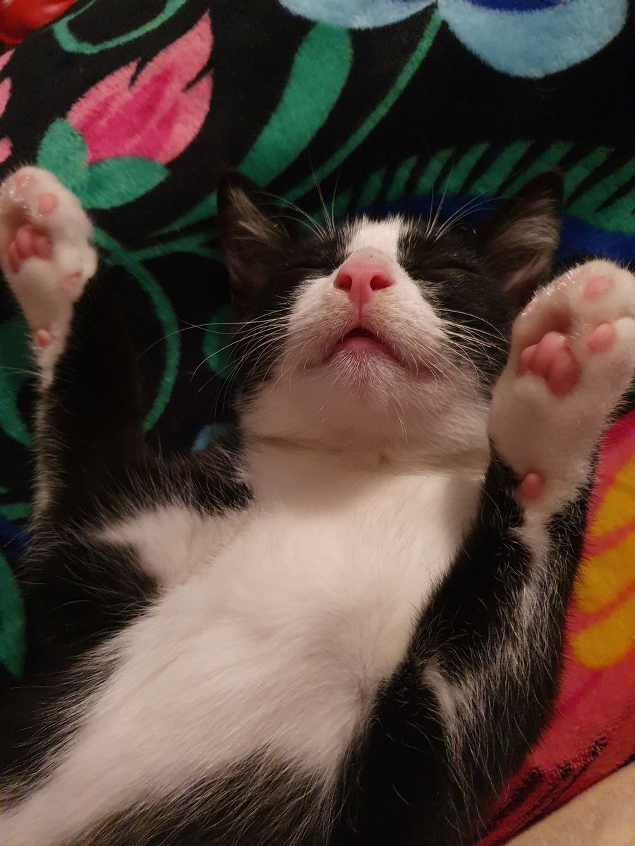 Ane_Hor's tweet photo. My new baby 🥰🥰 https://t.co/lNxxFy08uV