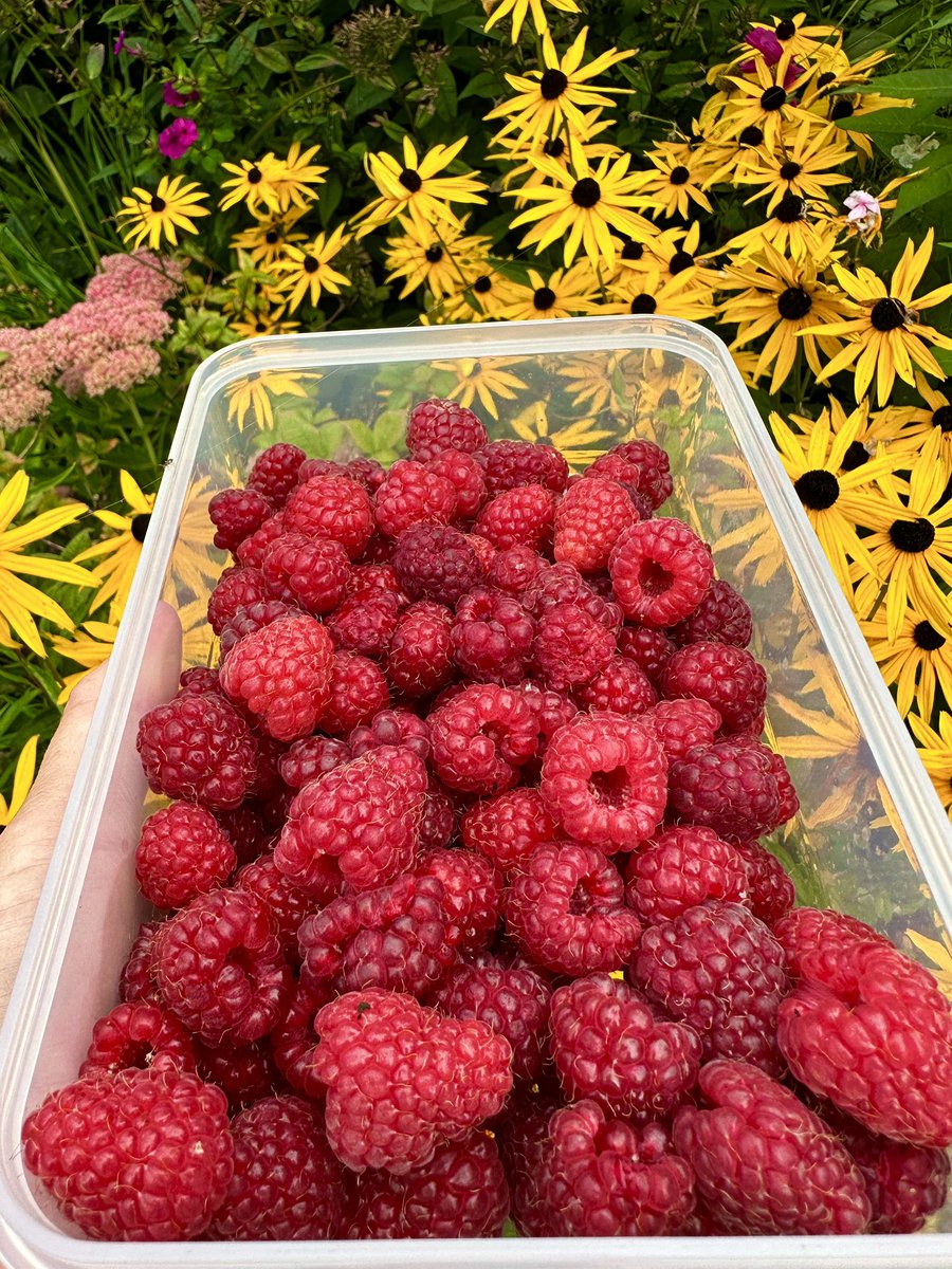 More raspberry porn 🌿❤️💛❤️🌻🌿 amongst the rudbeckias 🌿💛😋
More raspberry cake on the way 🍰 

#raspberry #mygarden #KitchenGarden #GrowYourOwn #Food #gyo #GrowWhatYouEat #growingfood #homegrown  #organicgardening