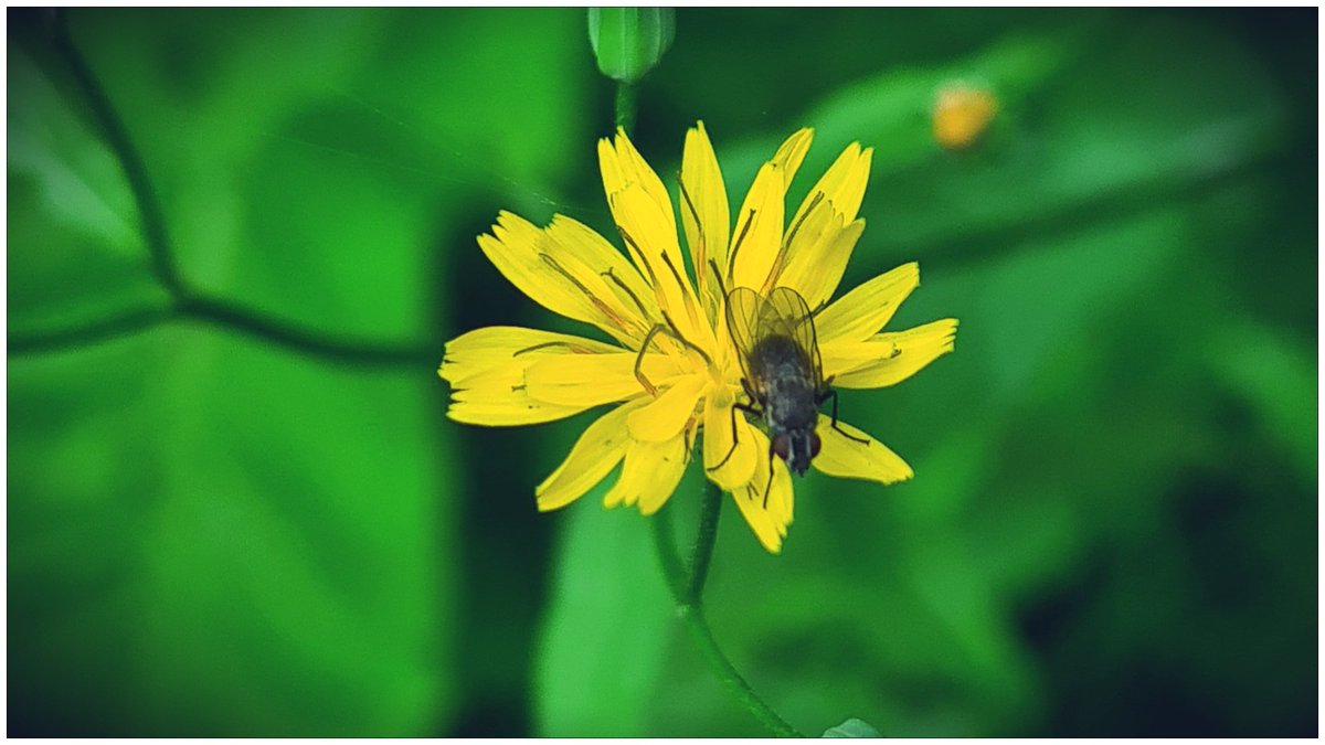MustardTree7's tweet photo. #Botany - Learn a new plant a walk. Today's plant: Lapsana communis aka #nipplewort.
#wildflowers #nature https://t.co/OYc0QfouDt