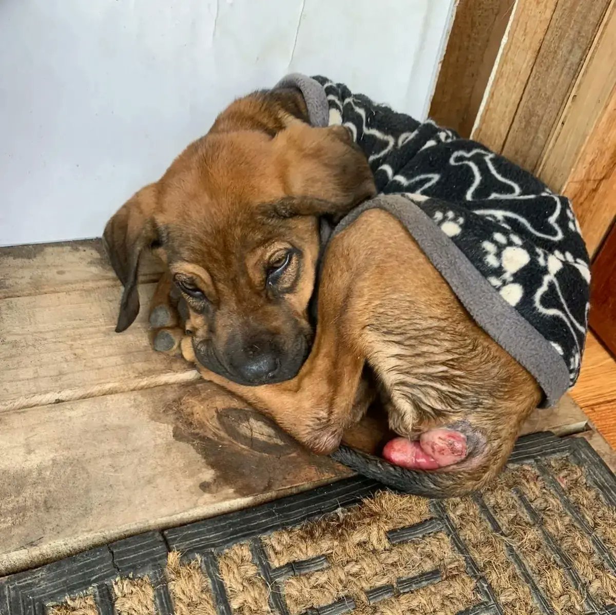 Santuariofucanchile #sintinosepuede tweet media