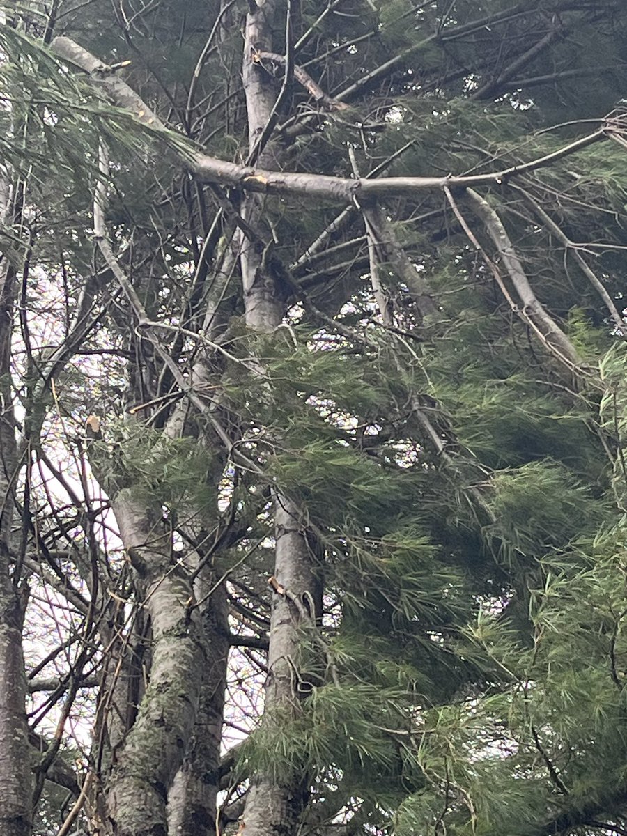 Andrew Holland 🇨🇦 tweet media