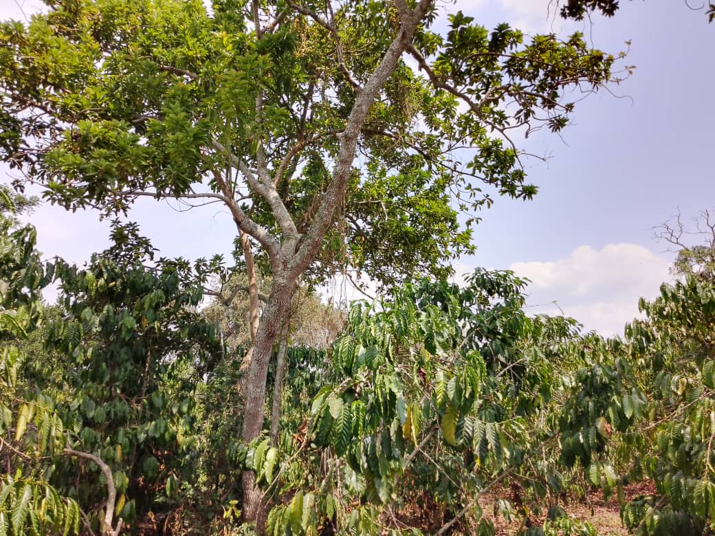 ROBUST_DeSIRA's tweet image. [#SoilMicrobiota]🇺🇬🦠Understanding below-ground interactions between #Robusta &amp;amp; #ShadeTrees by @KISEKKARONALD @NAFORRI_UG @Cirad🙏🏼Thanks to #KaweriCoffeePlantation