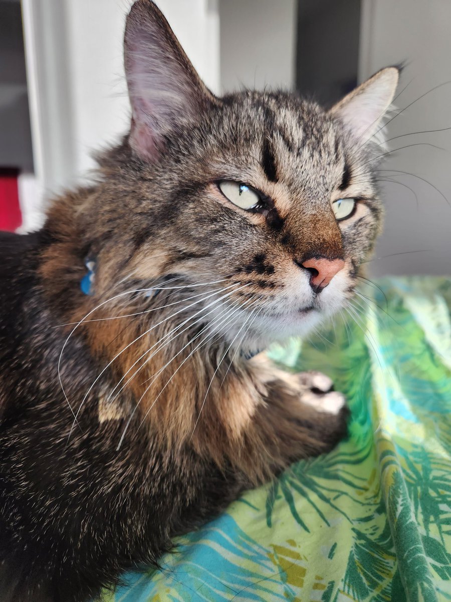 MainemanTron's tweet photo. It feels like a grumpy morning to me. #cats #CatsOfTwitter #CatsOnTwitter #CatsAreFamily #Cat https://t.co/tZ2XutDP6G