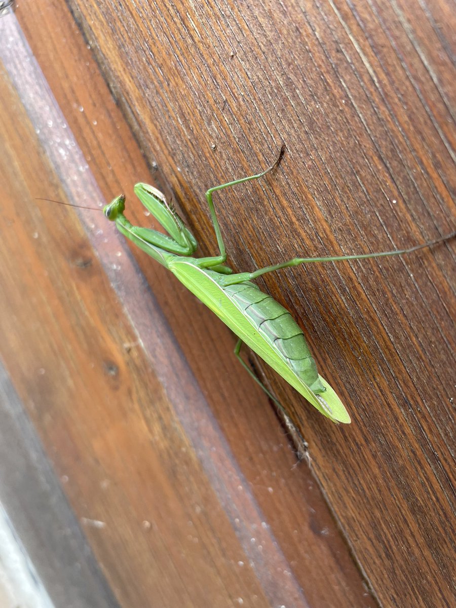 Gazoue72's tweet image. La #mente et le #phasme