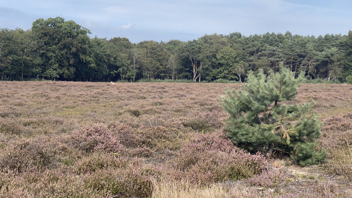 #wolf weer op de hei?! Bij nieuwe crailoseweg, vlakbij de groene afslag. #helegrotehond #zekergeenhertwantgeengewei