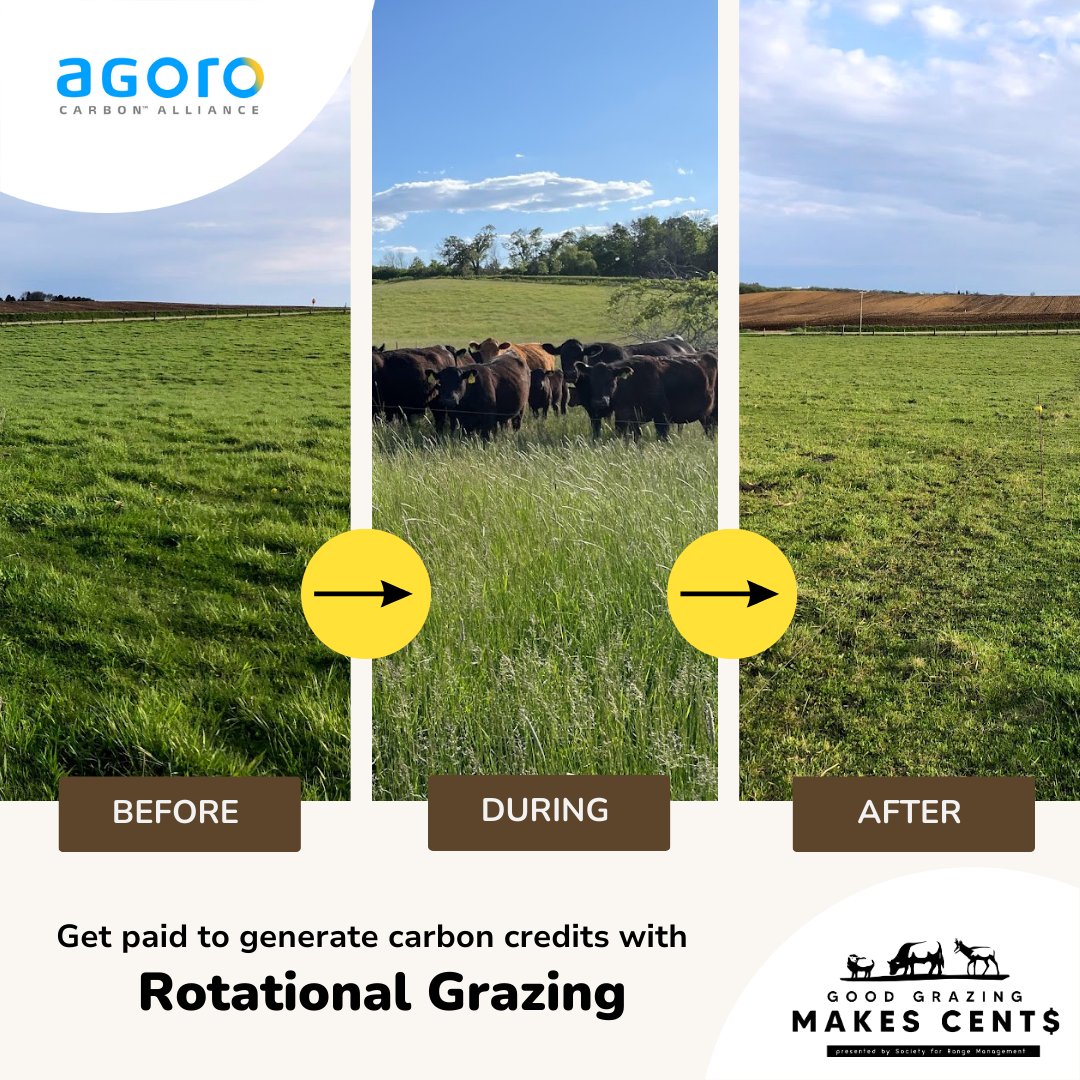 Rotational grazing= Happy healthy land #Rotationalgrazing is a regenerative practice that can earn ranchers new revenue through #carbonranching. @AgoroCarbonUS shares how capturing ag carbon can benefit our land & pockets: ow.ly/OARb50PM8C6 #wearerangelands #ourlandoursoil