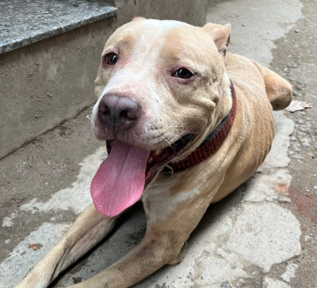 colorsendless's tweet image. #Delhi folks. If anyone can point my friend in the right direction, please help. This sweet pittie has been abandoned in #Govindpuri. He needs a place for the night &amp;amp; some care. 
#Abandoned #Dog #AnimalLovers