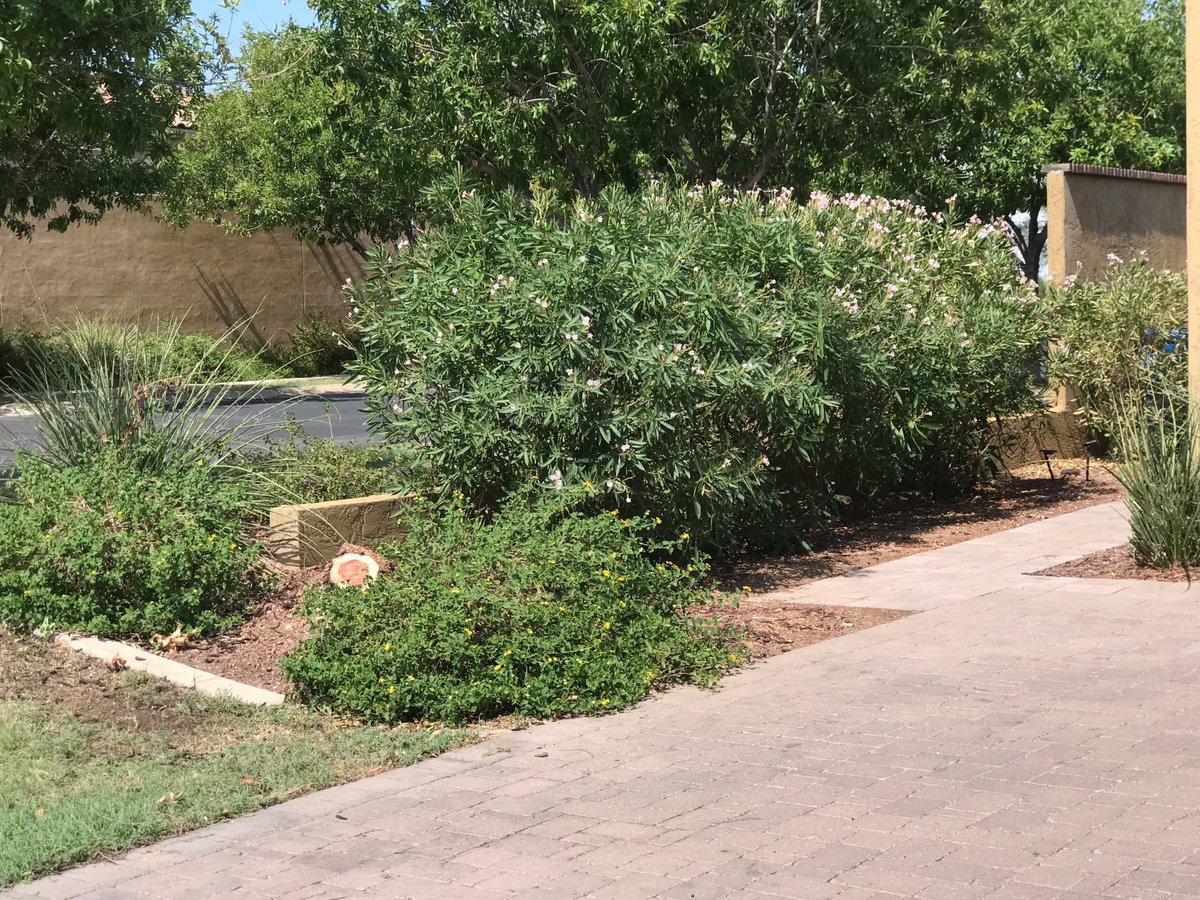 Pals, while the hooms and I were gone, a big storm came through and knocked down one of our trees. It missed the house by a few feet. Dad’s not too sad because it was a messy tree most of the year.  We’ll get a different prettier tree to replace it.