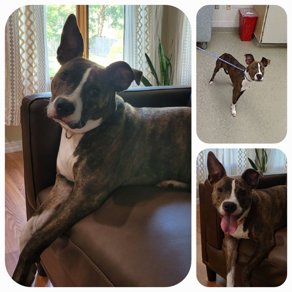 Danielle Starkey tweet media