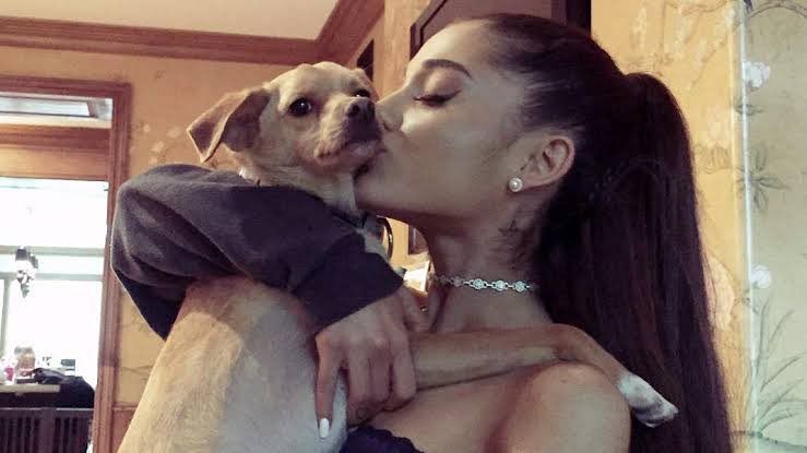 sterella tweet media