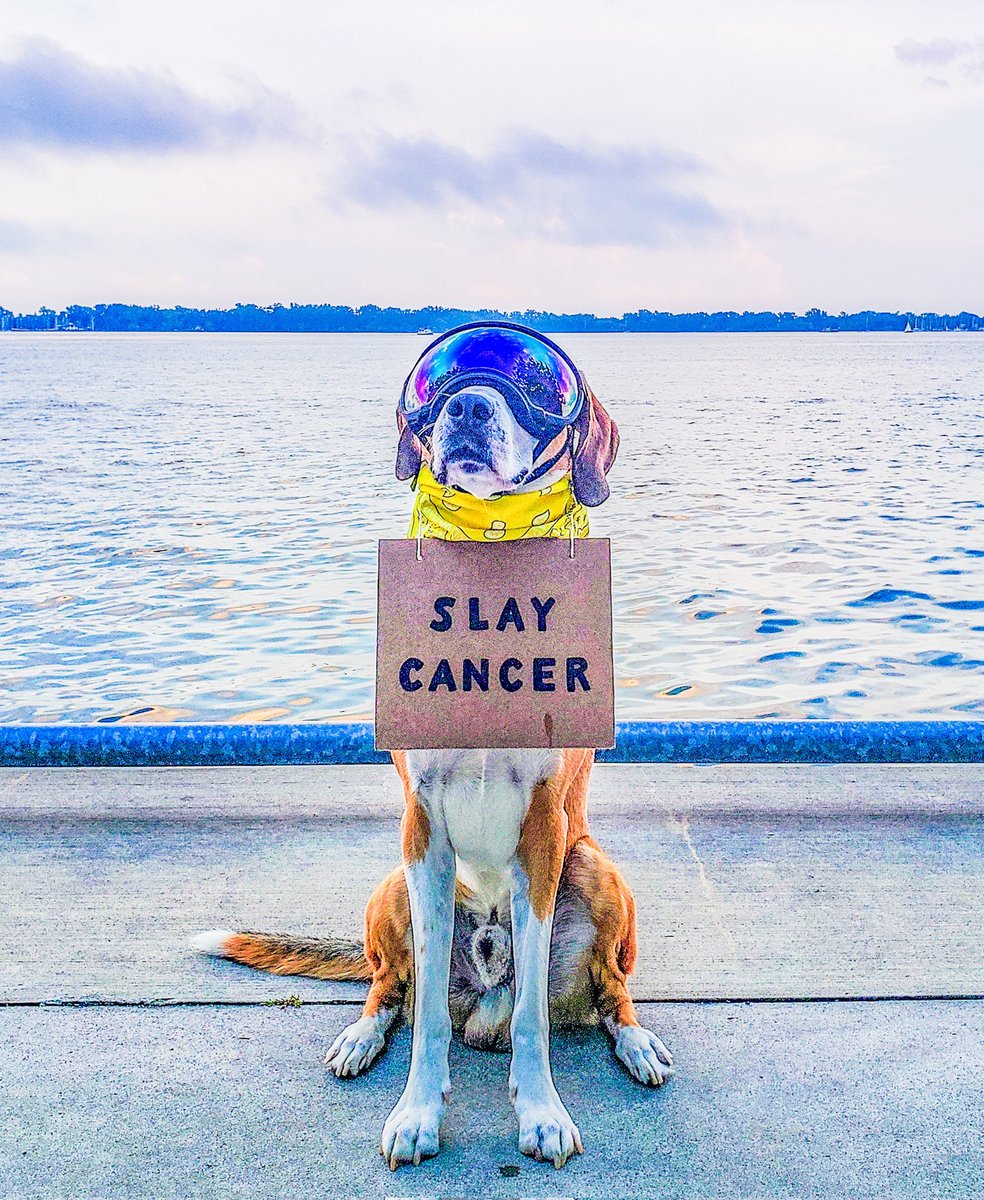 AceWithSign's tweet photo. "Slay Cancer!"🐕♠️🗡🐲 Will You Join Me To Raise Childhood Cancer Awareness? Do You Know Of A Superhero Warrior/An Advocate You Like To Celebrate?🦸♂️🦸♀️🐕🦺🦮🎗 (Share/Tag)
°
#SlayCancer #GoGold #ChildhoodCancerAwareness #ChildhoodCancerAwarenessMonth #CCAM #TRF #PicOfTheDay #FYP https://t.co/VolP6cBMTD