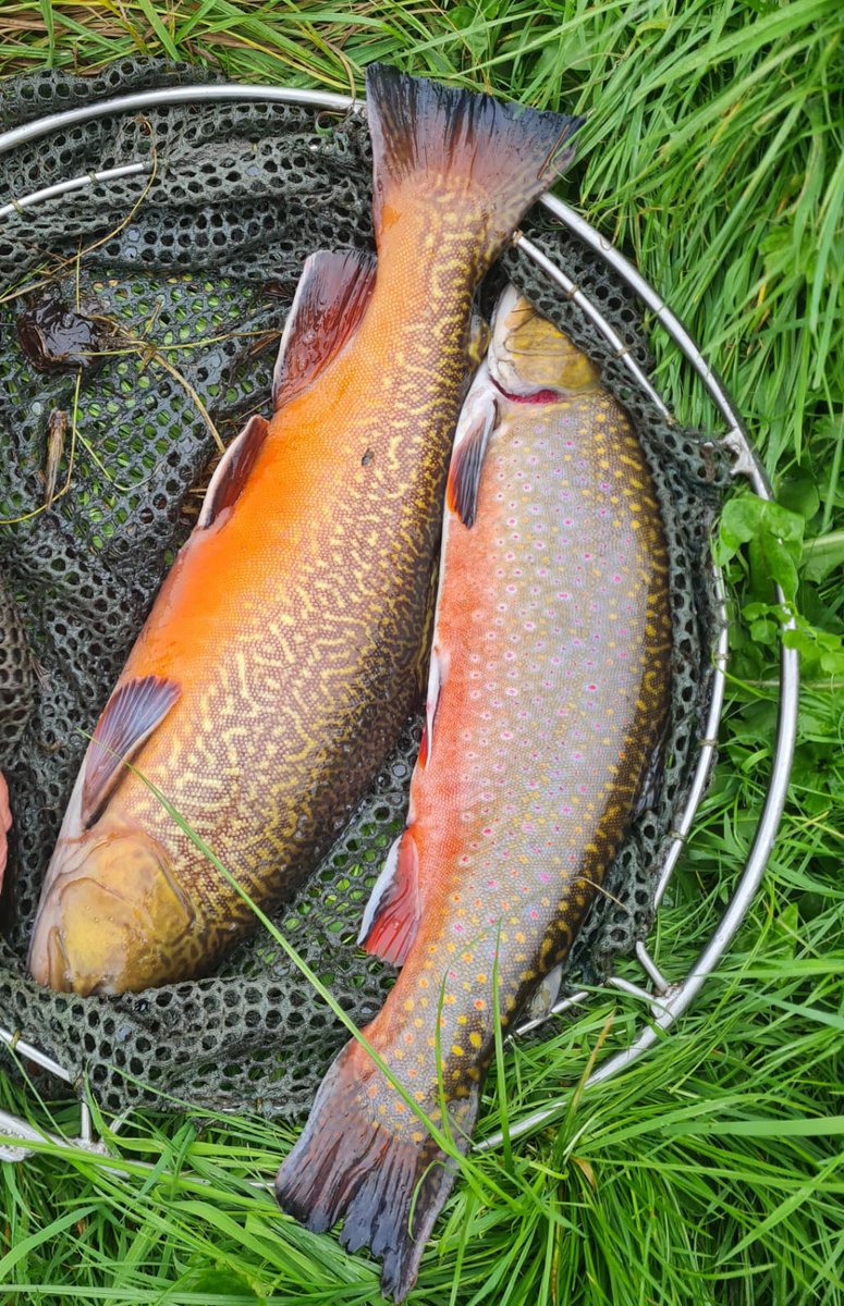 Ellerdine Ed tweet media