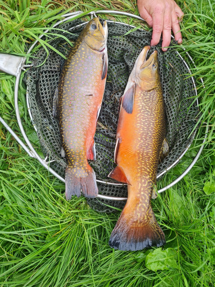 Ellerdine Ed tweet media