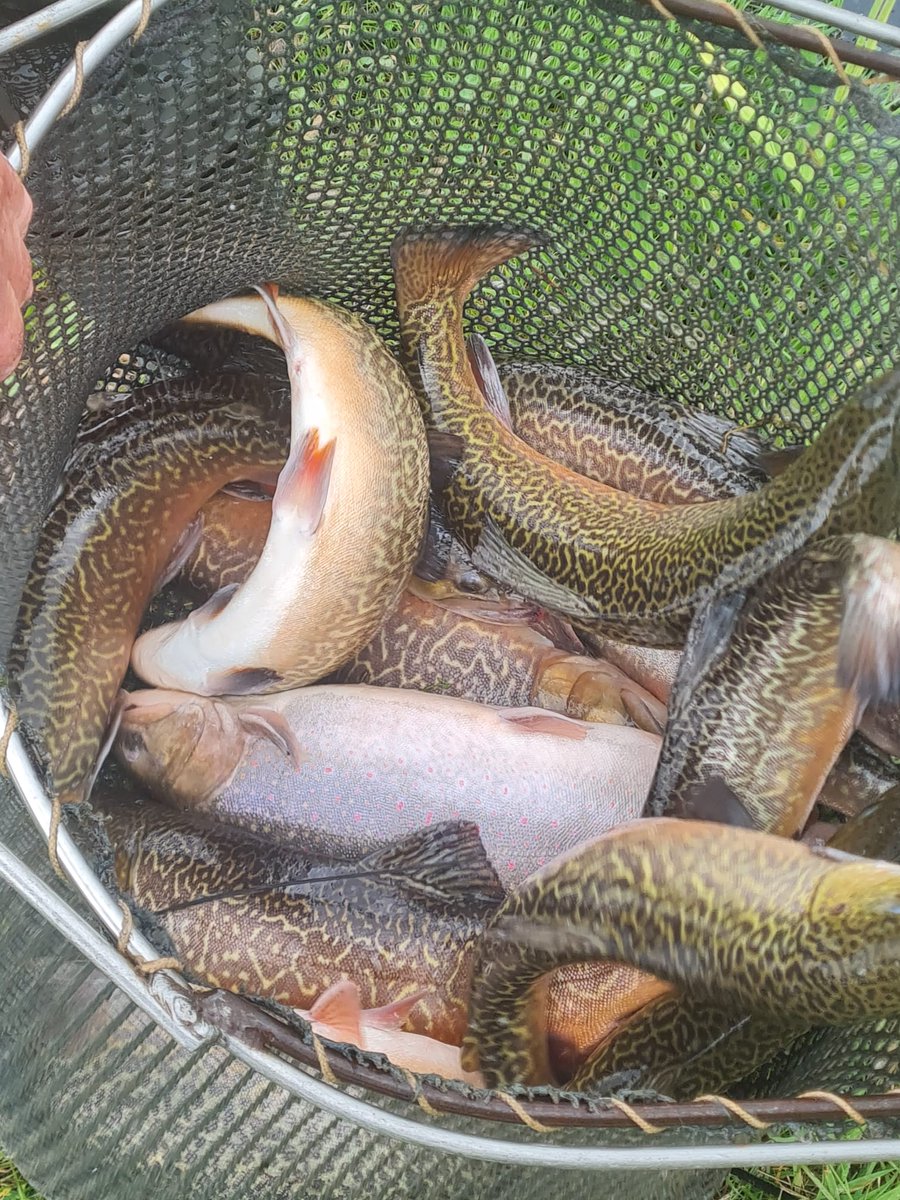 Ellerdine Ed tweet media