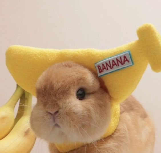 RabbitEveryHour's tweet photo. https://t.co/aCvNG5GtjX