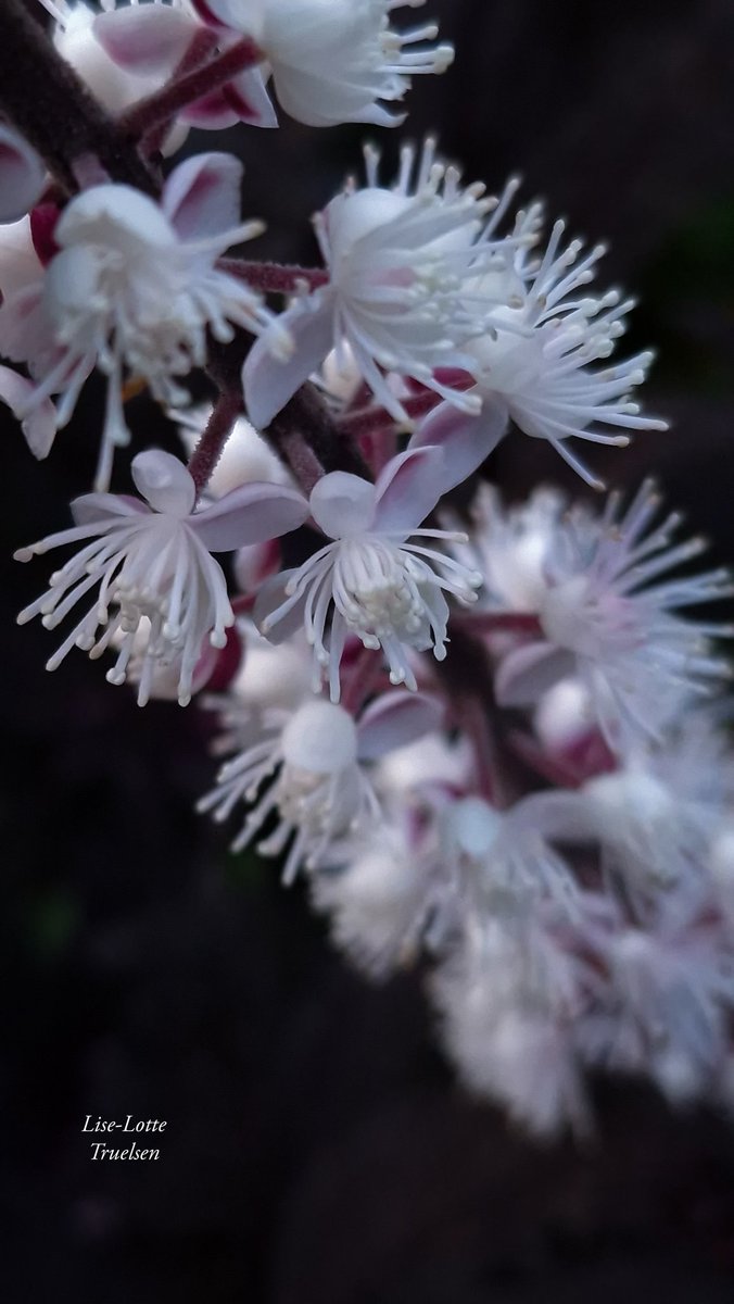 LotteTruelsen's tweet photo. The queen of the garden at the moment - Cimifuga Simplex Black Negligee 🖤
Black foliage, white flowers and the scent is to die for... 
#flowers #GardeningTwitter #GardenersWorld https://t.co/eXhEWjlT9o