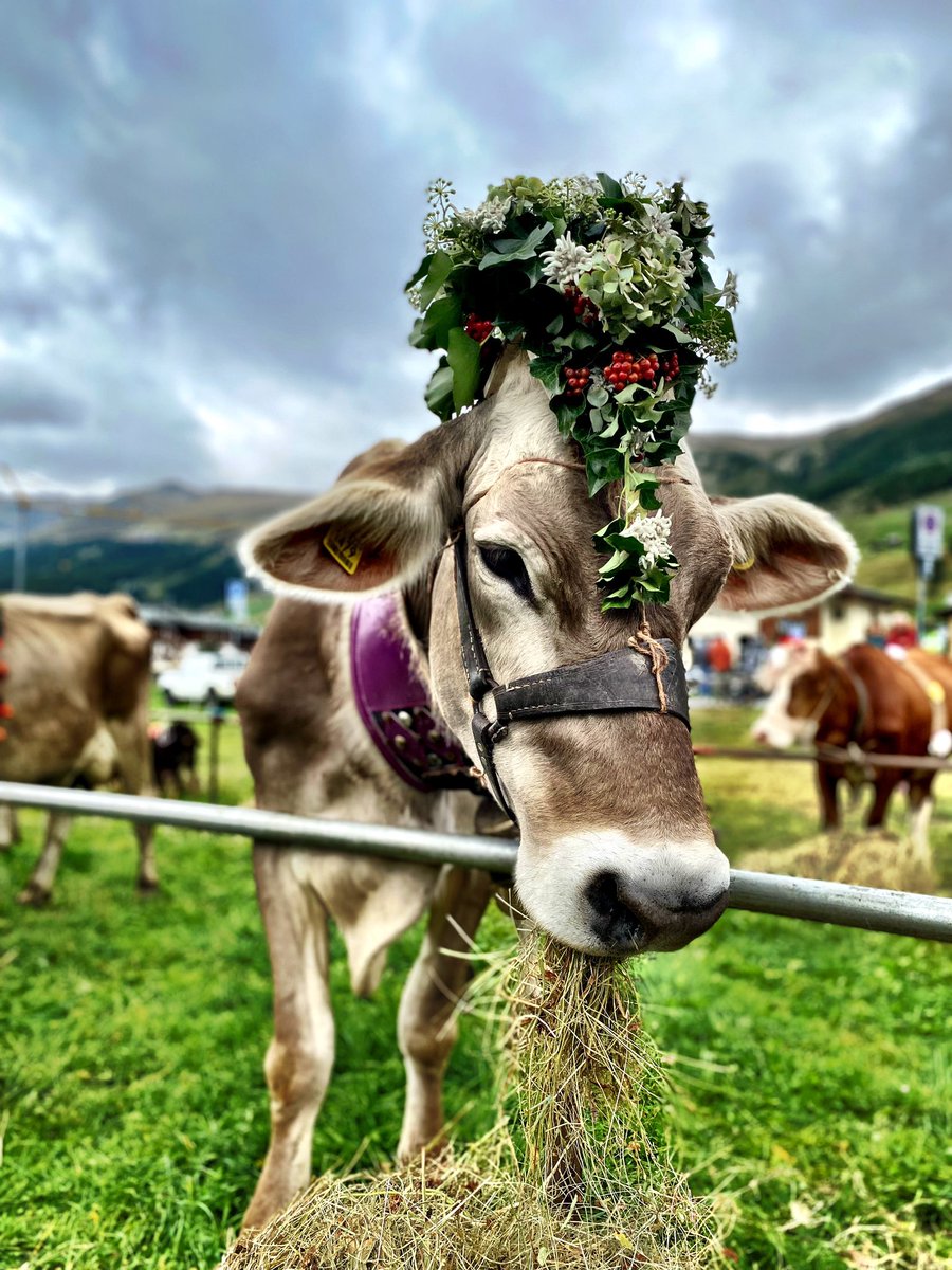 MachoMai's tweet photo. #alpenfestlivigno2023 #Livigno #transumanza #festa @Livigno https://t.co/0W6OjBTx7s