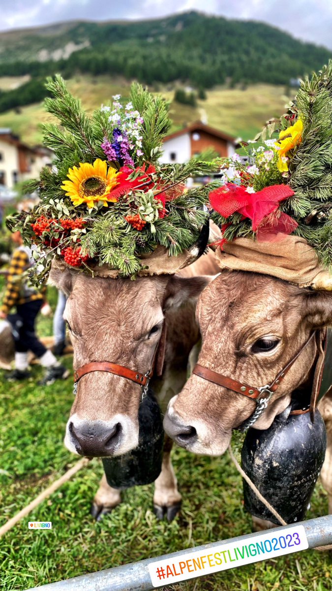 MachoMai's tweet photo. #alpenfestlivigno2023 #Livigno #transumanza #festa @Livigno https://t.co/0W6OjBTx7s